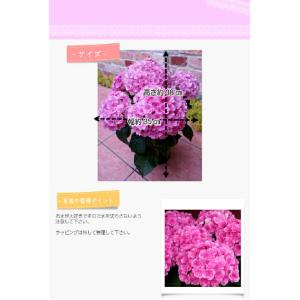 母の日 アジサイ鉢 筑紫ルビー 鉢植え プレゼ...の詳細画像1