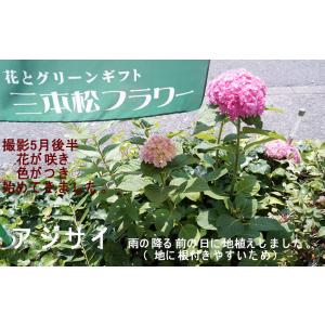 母の日 アジサイ鉢 筑紫ルビー 鉢植え プレゼ...の詳細画像3
