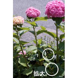 母の日 アジサイ鉢 筑紫ルビー 鉢植え プレゼ...の詳細画像4
