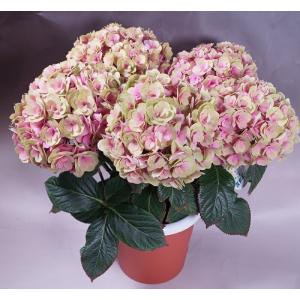 母の日 アジサイ鉢 筑紫ルビー 鉢植え プレゼ...の詳細画像5
