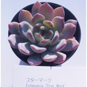 日本花キ流通 多肉植物 caアエオニウム ハロウィン錦 アエオニウム 7.5