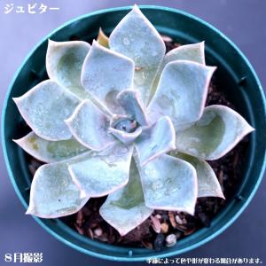 多肉植物 トップシータービー : 花とグリーンギフト三本松フラワー