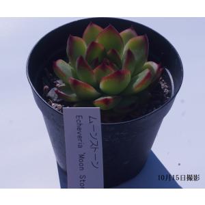 日本花キ流通 多肉植物 caパキポディウム デカリー 実生 送料