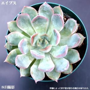 多肉植物 星美人 : 花とグリーンギフト三本松フラワー - 通販 - Yahoo