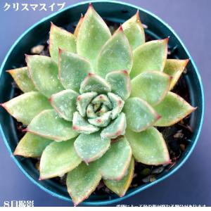 多肉植物 ゴーラム : 花とグリーンギフト三本松フラワー - 通販