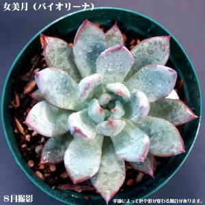 多肉植物 トップシータービー : 花とグリーンギフト三本松フラワー