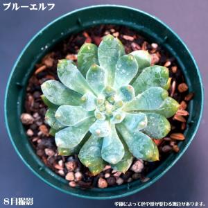 多肉植物 ビアホップ : 花とグリーンギフト三本松フラワー - 通販