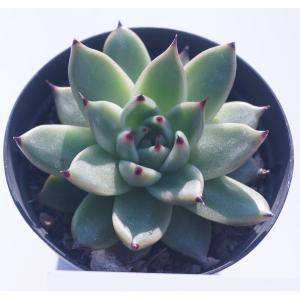多肉植物 トップシータービー : 花とグリーンギフト三本松フラワー