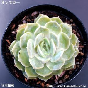 多肉植物【オンスロー】【インテリア　ミニグリーン観葉 】7.5cmポット10個セットと同時ご購入でお得送料無料｜sanbonyah