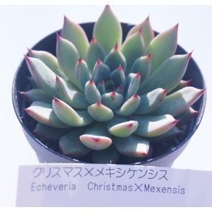 多肉植物 苗 エケベリア ルドルフNo.3 2.5号鉢 : PortobelloMarket