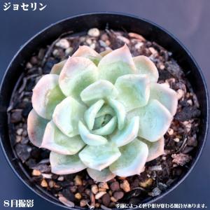 多肉植物【ジョセリン】【インテリア　ミニグリーン観葉 】7.5cmポット10個セットと同時ご購入でお得送料無料｜sanbonyah