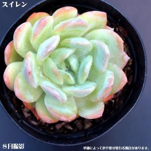 多肉植物 グリーンローズ 3〜5頭 大群生 るる農園 : るる農園