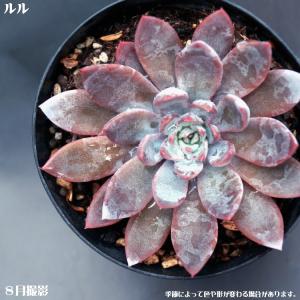 多肉植物 トップシータービー : 花とグリーンギフト三本松フラワー