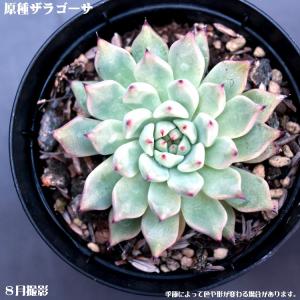 多肉植物【原種ザラゴーサ】【インテリア　ミニグリーン観葉 】7.5cmポット10個セットと同時ご購入でお得送料無料｜sanbonyah