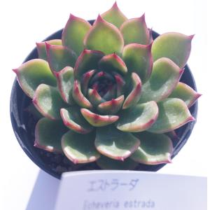 多肉植物 モルガニューム : 花とグリーンギフト三本松フラワー - 通販