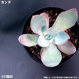 多肉植物【カンテ】【インテリア　ミニグリーン観葉 】7.5cmポット10個セットと同時ご購入でお得送料無料｜sanbonyah