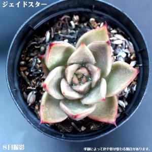 多肉植物 見返り美人 : 花とグリーンギフト三本松フラワー - 通販