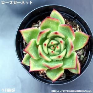 多肉植物 春萌 : 花とグリーンギフト三本松フラワー - 通販 - Yahoo