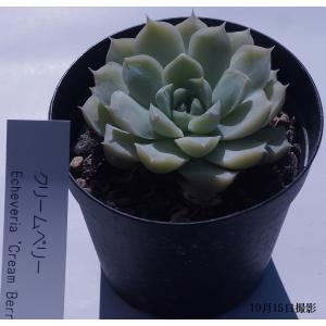 多肉植物 ゴーラム : 花とグリーンギフト三本松フラワー - 通販