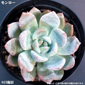 多肉植物【モンロー】【インテリア　ミニグリーン観葉 】7.5cmポット10個セットと同時ご購入でお得送料無料｜sanbonyah