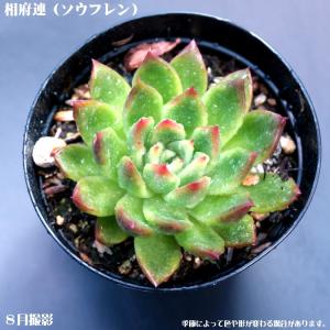 多肉植物【相府連】【インテリア　ミニグリーン観葉 】7.5cmポット10個セットと同時ご購入でお得送料無料｜sanbonyah