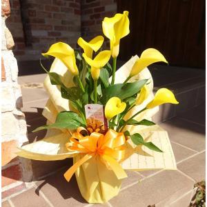 母の日 カラー鉢 カラー花鉢 鉢植え 限定品 黄色 カラー 黄色 毎年咲くカラー♪ 花鉢 ギフト 【ランキング入賞】毎年咲く花 プレゼント 2025年 ガーデニング 花