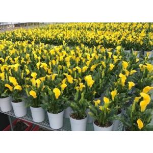 母の日 カラー鉢 カラー花鉢 鉢植え 限定品 ...の詳細画像1