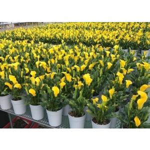 母の日 カラー鉢 カラー花鉢 鉢植え 限定品 ...の詳細画像5