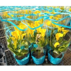 母の日 カラー鉢 カラー花鉢 鉢植え 限定品 ...の詳細画像2