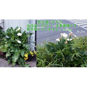 母の日 カラー鉢 カラー花鉢 鉢植え 限定品 ...の詳細画像4