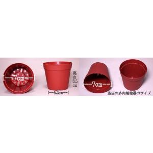 多肉植物10個セット 10個選べるお好きな種類...の詳細画像2