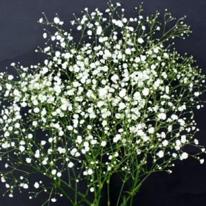白小花 スターチース　など