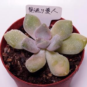 多肉植物 ビアホップ : 花とグリーンギフト三本松フラワー - 通販