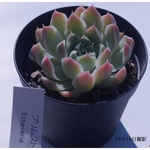 多肉植物 苗 エケベリア ルドルフNo.3 2.5号鉢 : PortobelloMarket