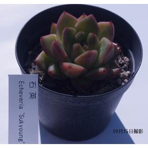 多肉植物 トップシータービー : 花とグリーンギフト三本松フラワー