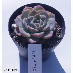 多肉植物 春萌 : 花とグリーンギフト三本松フラワー - 通販 - Yahoo