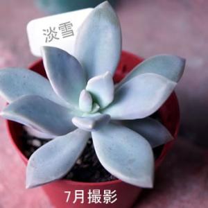 多肉植物【淡雪】(多肉　植物　販売)