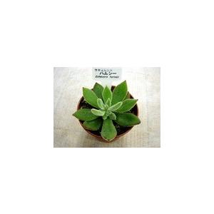 多肉植物【ハムシー】(多肉 植物 販売) : 花とグリーンギフト 多肉植物【ハムシー】(多肉 植物 販売) : 花とグリーンギフト