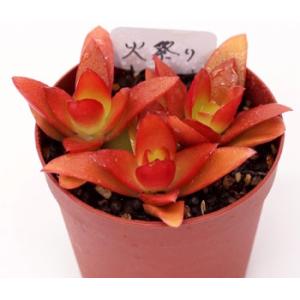 多肉植物 ドイツシャンペーン エケベリア : 花とグリーンギフト三本松