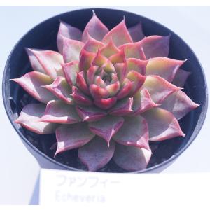 多肉植物 モルガニューム : 花とグリーンギフト三本松フラワー - 通販