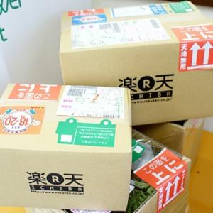 多肉植物 金のなる木の詳細画像1