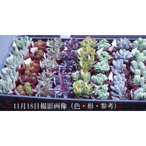 多肉植物 金のなる木の詳細画像2