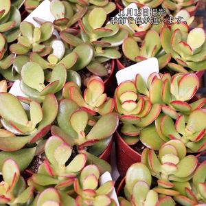 多肉植物 金のなる木の詳細画像3