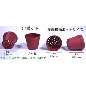 多肉植物 金のなる木の詳細画像4