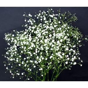 白小花も入れる　１本３Ｌ