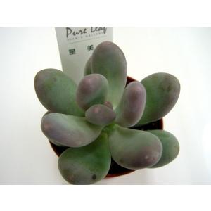 多肉植物 モルガニューム : 花とグリーンギフト三本松フラワー - 通販