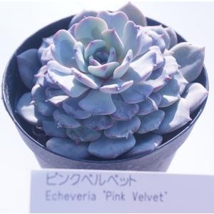多肉植物 ドイツシャンペーン エケベリア : 花とグリーンギフト三本松