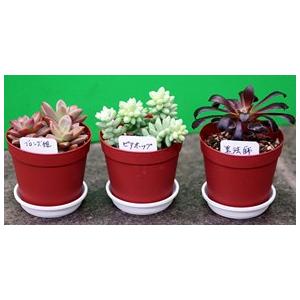 受け皿 一号 多肉植物用の詳細画像2