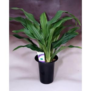 万年青　根岸の松　斑入と小型　羅紗系万年青　保湿あり　ぬき苗発送 万年青 根岸の松 斑入と小型 羅紗系万年青 保湿あり ぬき苗発送