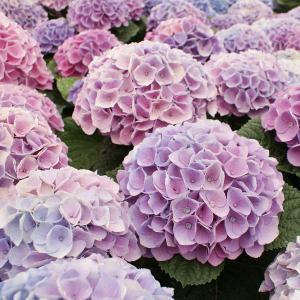 母の日 アジサイ シーアン 西安 虹色アジサイ 秋色 西安 シーアン 秋まで長く楽しめる秋色 虹色 アジサイ Mother10 4 花とグリーンギフト三本松フラワー 通販 Yahoo ショッピング